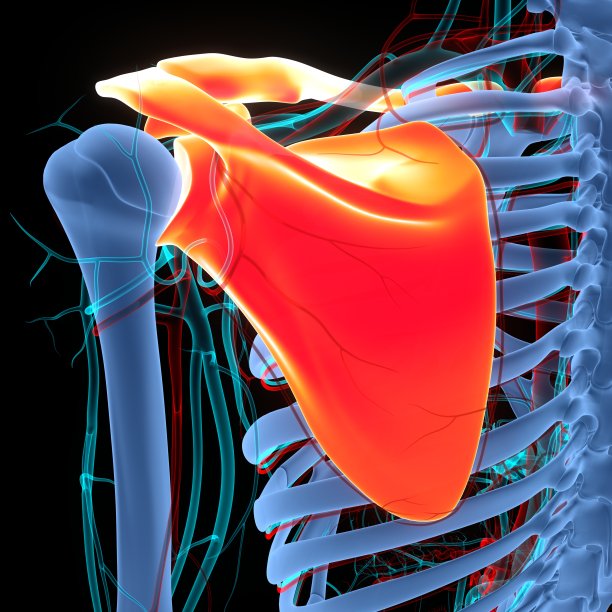 人体骨骼系统胸(肩)带骨关节解剖图片下载