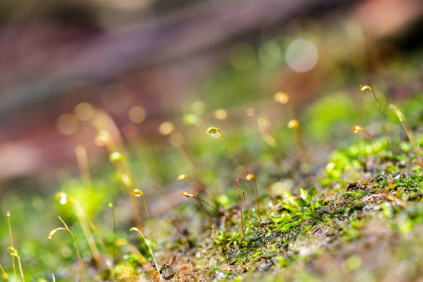 口腔溃疡特写图片下载