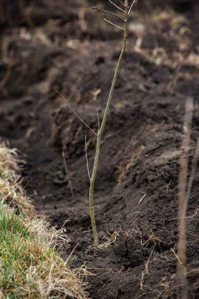一棵小树正栽在一堆土里。图片下载