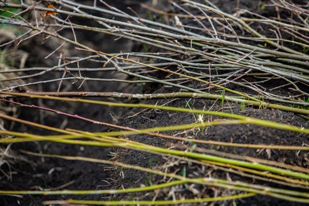 一棵小树正栽在一堆土里。图片下载