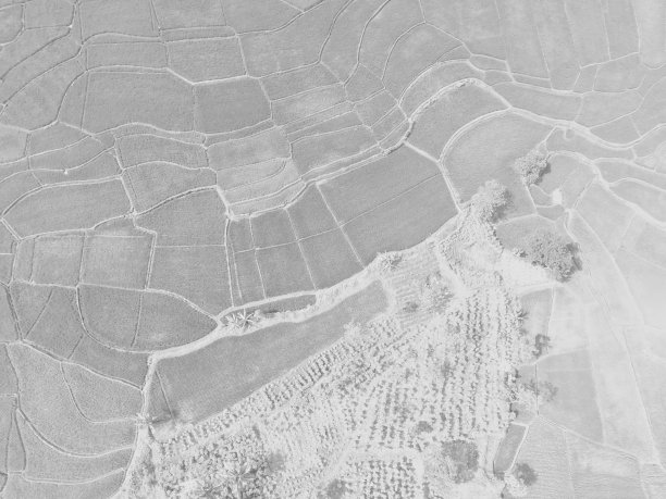 稻田的单色俯视图图片下载