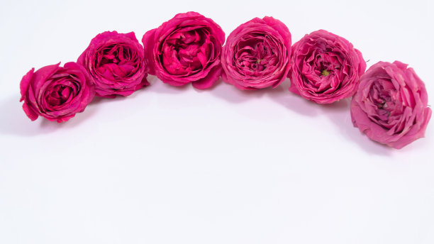 白色背景上的红玫瑰花蕾。由天然花头制成的半圆形框架。副本的空间。图片下载