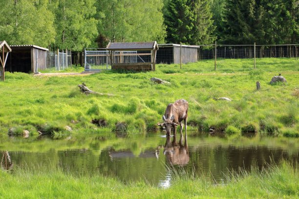 欧洲驼鹿，又称矮驼鹿。瑞典一处野生动物度假区的野生动物图片下载