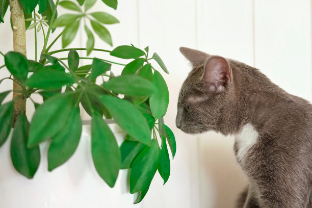宠物和室内植物。灰色条纹家猫坐在附近的房子植物。图片用于兽医诊所，关于猫的网站，猫粮。花盆里的小猫和家里的花。动物和家里的花图片下载