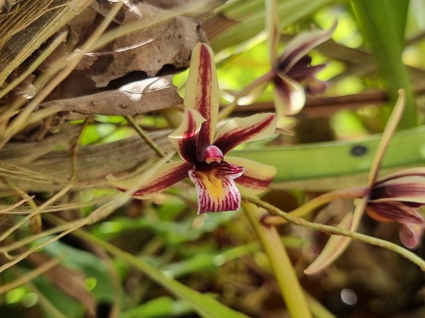 春兰，是一种野生兰花。白色花瓣，暗红色。选择一个特定的焦点。背景模糊。图片下载