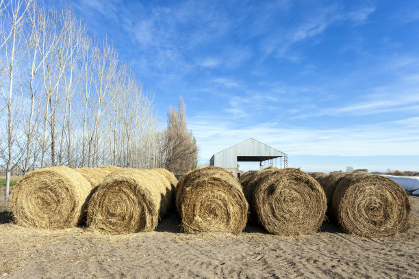 牛用干草卷图片下载
