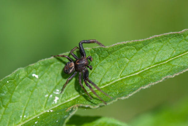 叶子上的黑蜘蛛特写。宏昆虫。图片下载