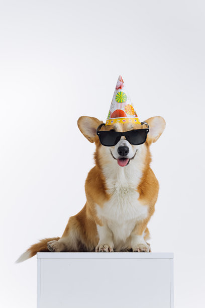 可爱可爱的威尔士柯基彭布罗克戴着生日帽和太阳镜坐在白色背景上。最受欢迎的狗品种。广告的概念图片下载