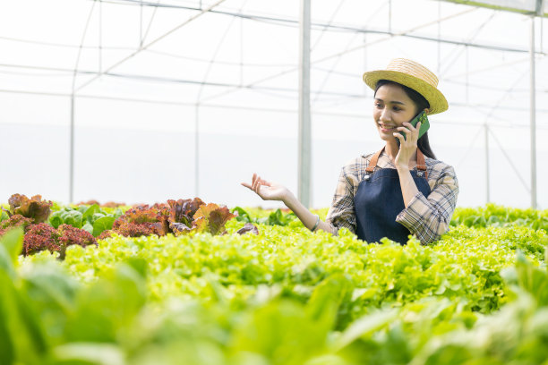 友好的亚洲女性农民蔬菜园主人微笑着，拿着智能手机点菜有机蔬菜的名字水耕生产农场苗圃花园温室农业综合经营的概念图片下载