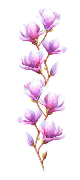 手绘水彩画玉兰图片下载