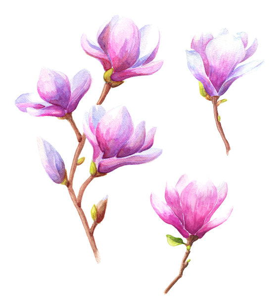 手绘水彩画玉兰图片下载