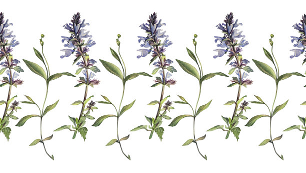 无缝边缘水彩肺草在白色背景。手绘春夏蓝紫花。创意边界贴纸花店或包装。壁纸或写生簿和卡片的框架图片下载