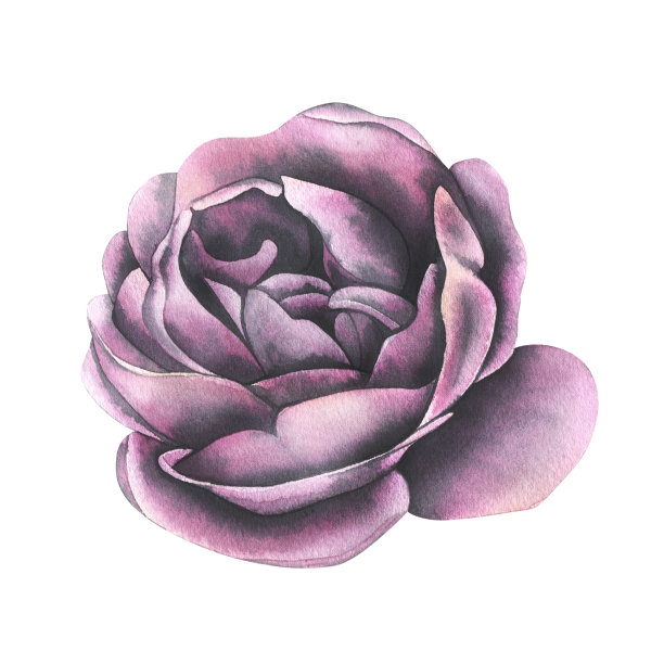 一朵紫红色牡丹玫瑰蓓蕾开放，俯视图。水彩插图。从婚礼鲜花收集孤立的对象。用于明信片、请柬、祝贺的设计图片下载