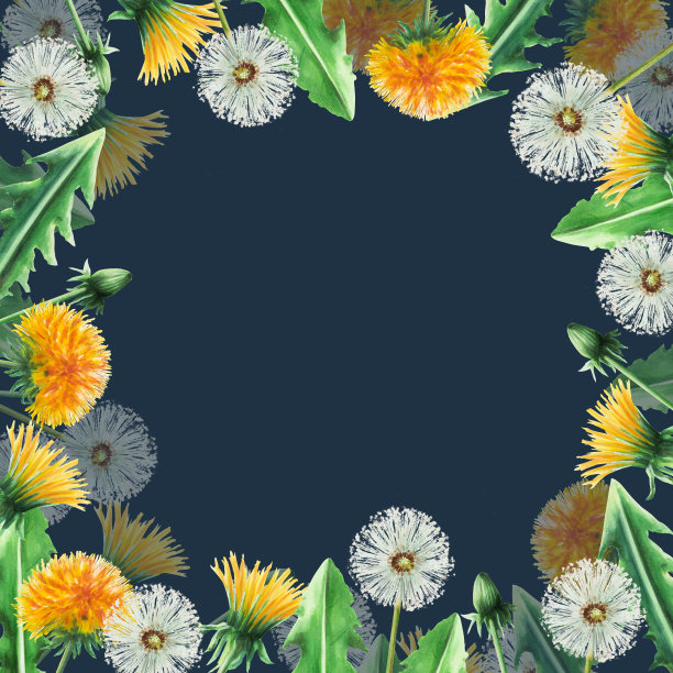 水彩框架蒲公英花和绿叶。手绘剪纸植物草甸插图在一个白色孤立的背景。为设计师，装饰，明信片，包装纸，剪贴簿，封面，请柬，婚礼设计，海报图片下载