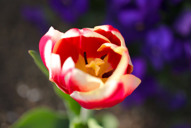 美丽的红粉色和奶油色的郁金香花头。微距特写照片从顶部与绿色和紫色的背景。图片下载