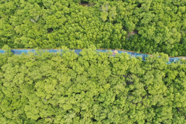 红树林空中俯瞰泥海岸图片下载