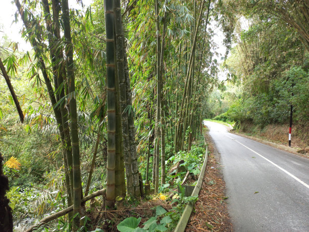 路边茁壮成长的竹子图片下载