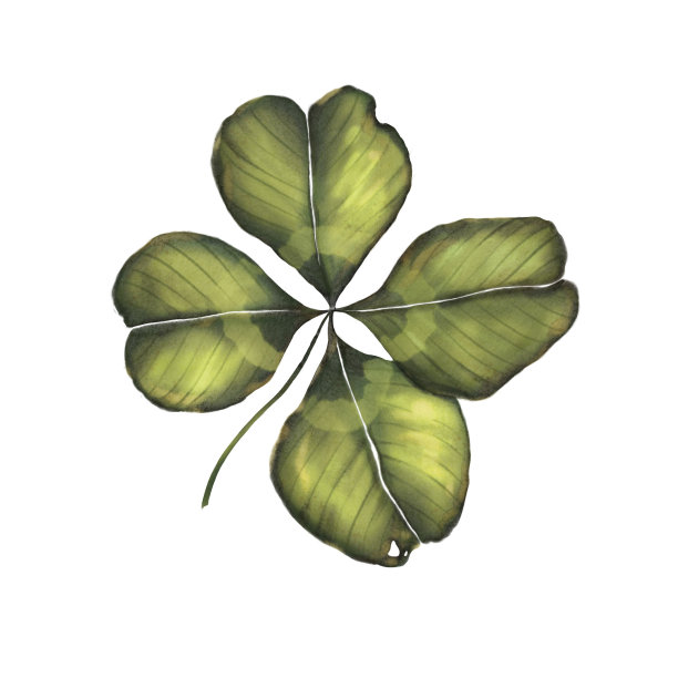 四叶三叶草水彩图片下载