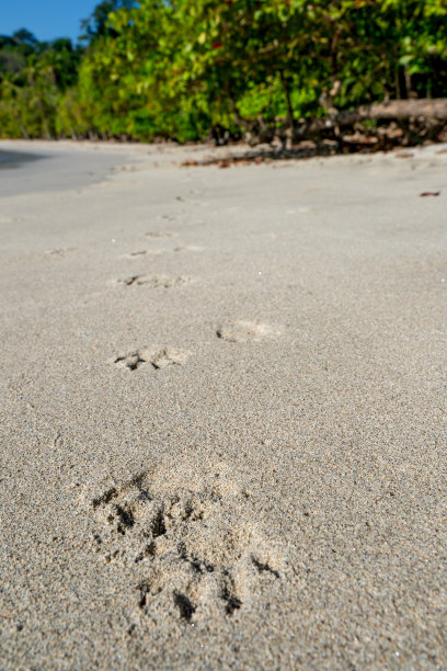 哥斯达黎加太平洋海岸曼努埃尔·安东尼奥国家公园野生野性海岸美景中的动物脚印图片下载