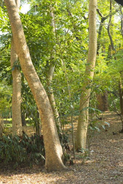 热带森林中的树木和树干图片下载