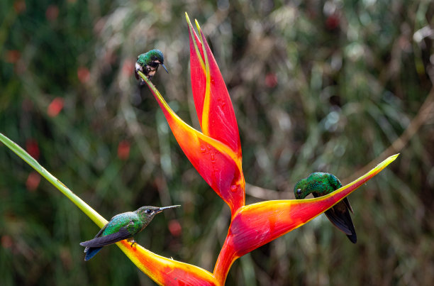 一群美丽的野生绿冠蜂鸟在哥斯达黎加的中央云雾森林，靠近中美洲的圣何塞和波阿斯火山图片下载