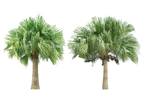 棕榈树。图片下载