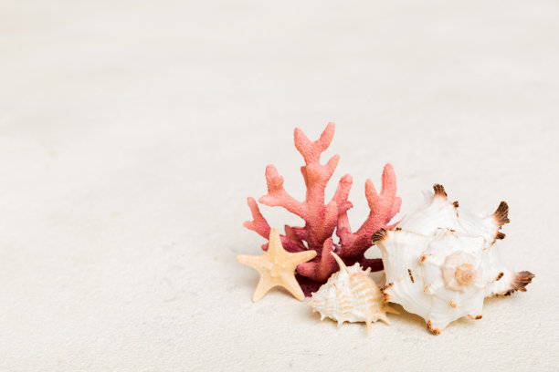 彩色背景上的海滩贝壳。模拟复制空间图片下载