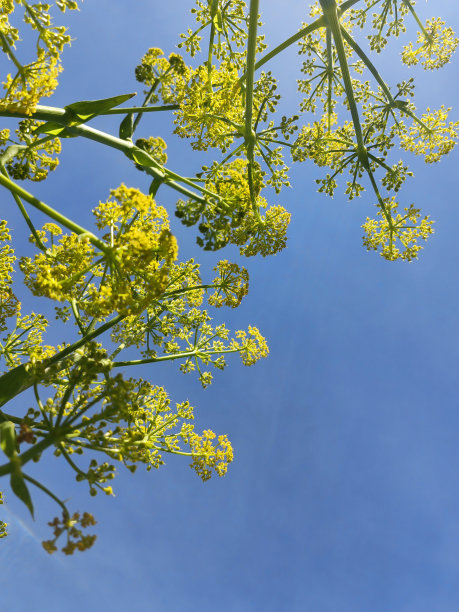 花卉野生春季背景和夏季设计图片下载