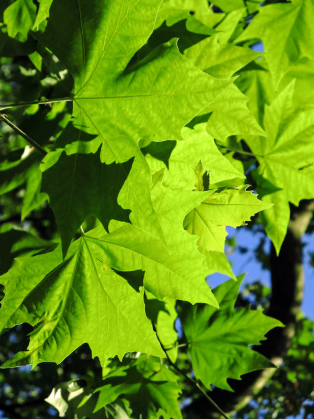 伦敦梧桐树茂密的叶子。图片下载