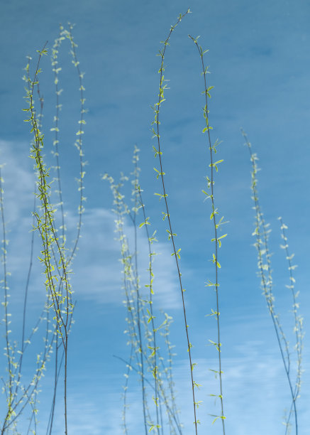 柳枝蓝天图片下载