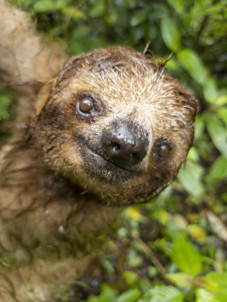 哥斯达黎加云雾森林里的三趾树懒图片下载