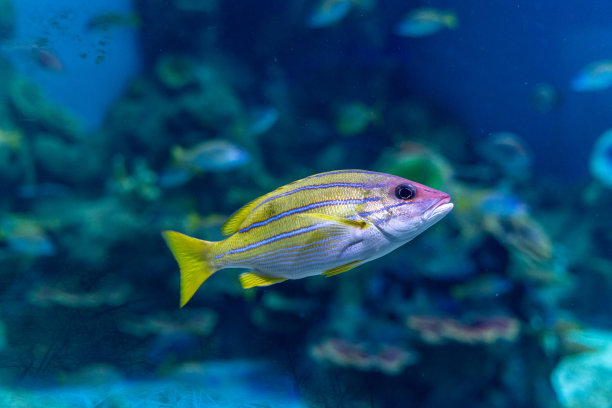 在玻璃墙中游动的热带观赏鱼图片下载