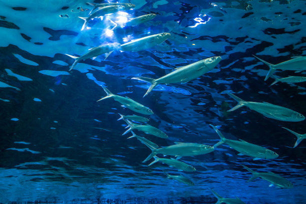 海底世界的热带鱼图片下载