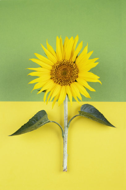 彩色背景上的向日葵图片下载