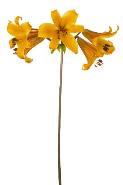 百合离体图片下载