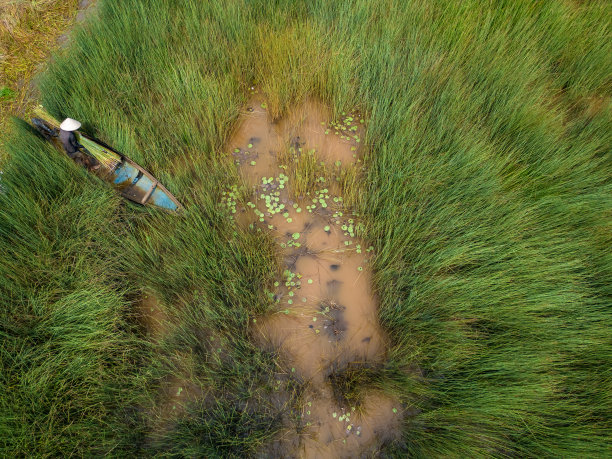 在隆安省收获季节，亚洲农民正在收获邦草。越南库存照片图片下载
