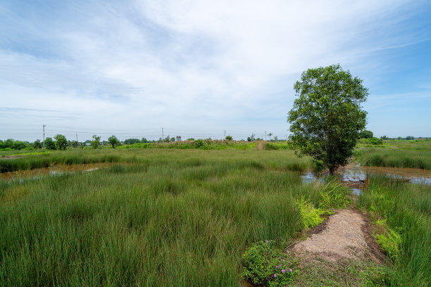 越南的乡村景观。美丽的典型乡村夏季景观。越南库存照片图片下载