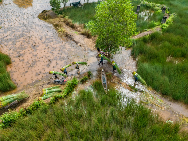 在隆安省收获季节，亚洲农民正在收获邦草。越南库存照片图片下载