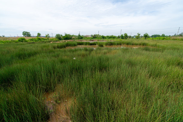 越南的乡村景观。美丽的典型乡村夏季景观。越南库存照片图片下载