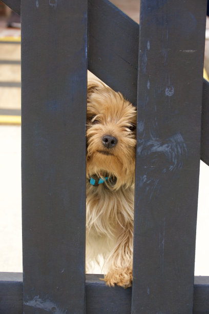 友好的西部高地梗从栅栏里探出来图片下载