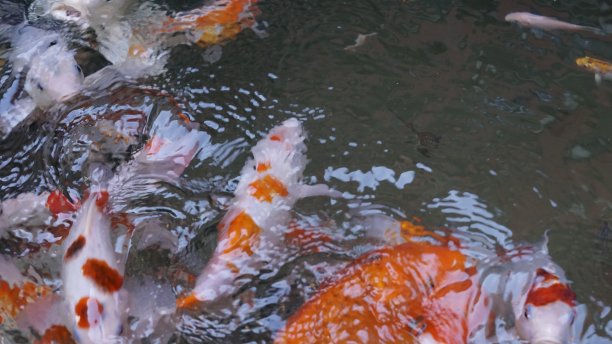一群锦鲤在泳池里游泳，形成了五颜六色的水图案。图片下载