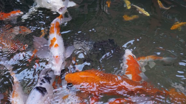 一群锦鲤在泳池里游泳，形成了五颜六色的水图案。图片下载