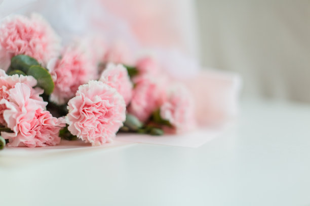 美丽的母亲节康乃馨图片下载