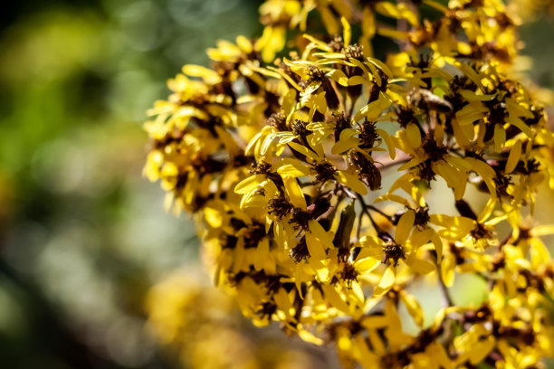 丝绒蝶，Roldana petasitis图片下载