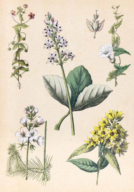 植物花卉图案。有机植物收藏。复古风格的植物。手绘复古植物插图。植物手绘插图。欧洲的植物。自然的壁纸。野生植物收藏。珍珠菜、珍珠菜图片下载