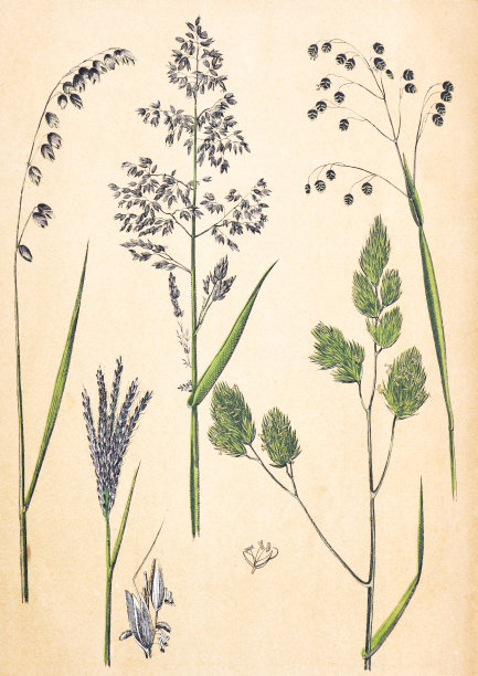 植物花卉图案。有机植物收藏。复古风格的植物。手绘复古植物插图。植物手绘插图。欧洲的植物。自然的壁纸。收集野生草。长尾熊，长尾熊图片下载