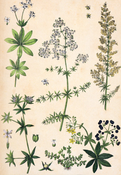 植物花卉图案。有机植物收藏。复古风格的植物。手绘复古植物插图。植物手绘插图。欧洲的植物。自然的壁纸。野生植物收藏。臭Asperula odorata, galum,ollugo图片下载