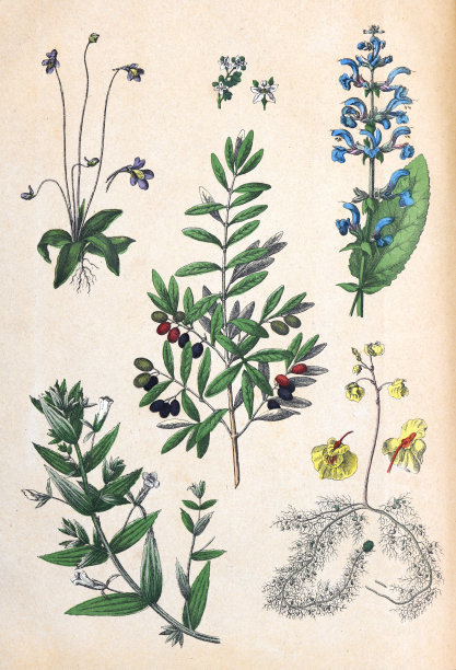 有机植物收藏。复古风格的植物。手绘复古植物插图。植物手绘插图。自然的壁纸。野生植物收藏。鼠尾草，马鞭草。自然的壁纸。图片下载