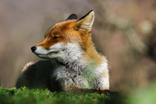 后面找了. .图片下载