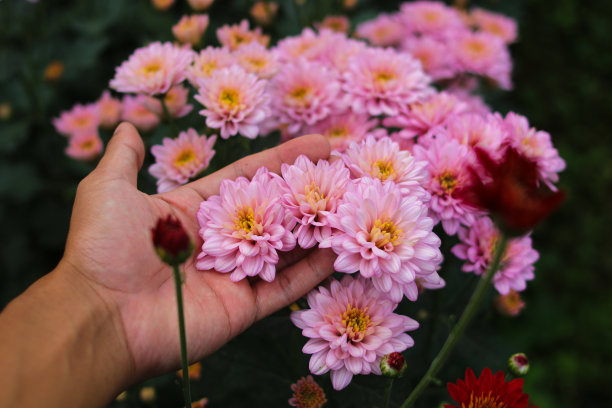 印度尼西亚温室里盛开的菊花图片下载